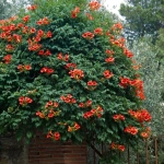 Campsis - Pipa Turcului - Flamenco - Ghiveci 2 l - Inaltime 70 - 90 cm 1
