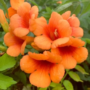 Campsis - Pipa Turcului - Radicans - Ghiveci 2 l - Inaltime 70 - 90 cm 2