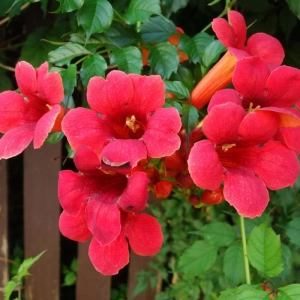 Campsis - Pipa Turcului - Flamenco - Ghiveci 2 l - Inaltime 70 - 90 cm 2