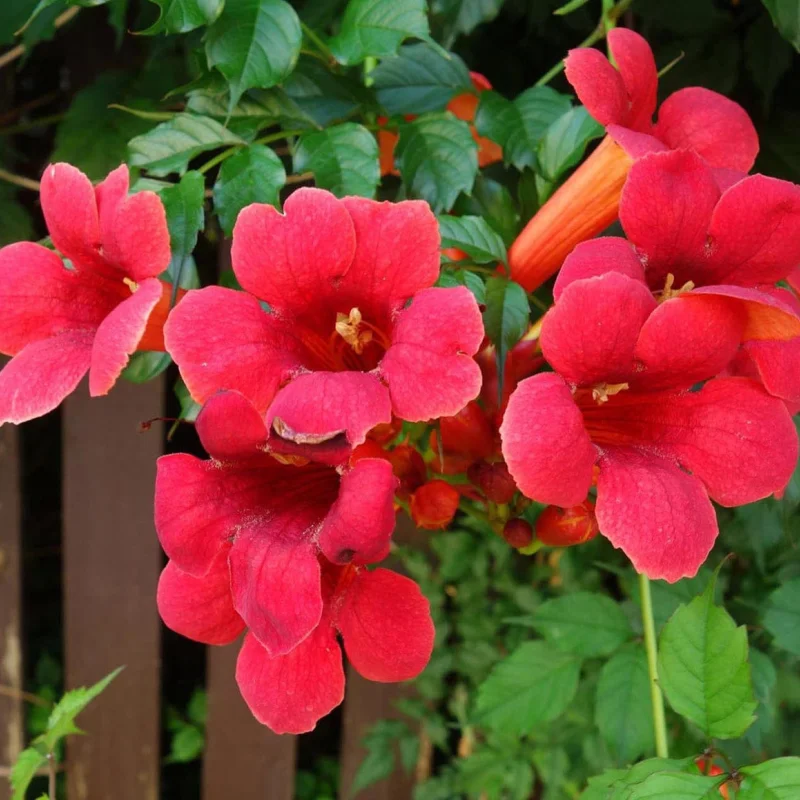 Campsis - Pipa Turcului - Flamenco - Ghiveci 2 l - Inaltime 70 - 90 cm 2