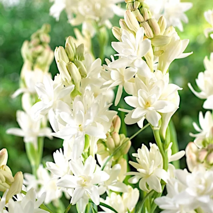 Tuberoze Double Pearl 1