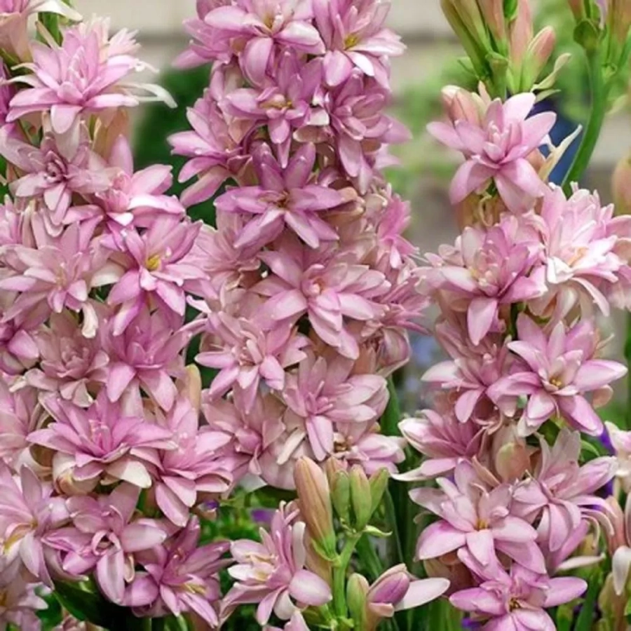 Tuberoze Pink Sapphire 1