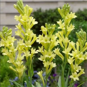 Tuberoze Yellow Baby 1