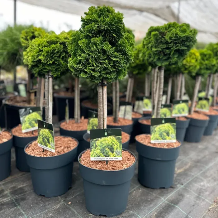 Tuia Occidentalis - Aurea Nana - Ghiveci 10 L - Inaltime 50 - 60 cm 1