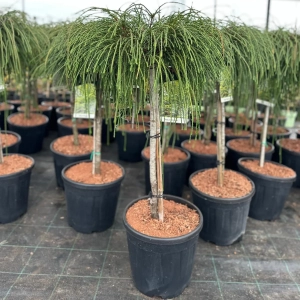 Tuia Plicata - Whipcord - Pe Trunchi Inalt - Ghiveci 10 L - Inaltime 80 - 100 cm 1