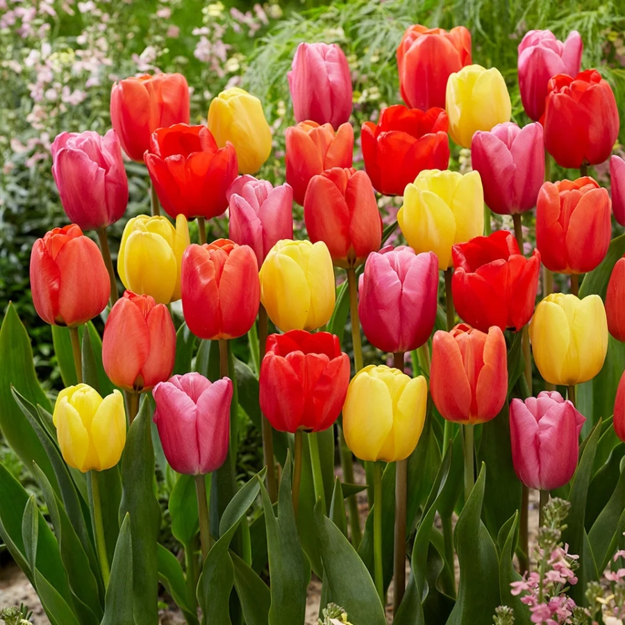 tulip-darwin-hybrid-0003210-24684