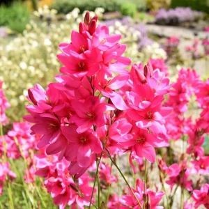 Bulbi de Ixia venus 1