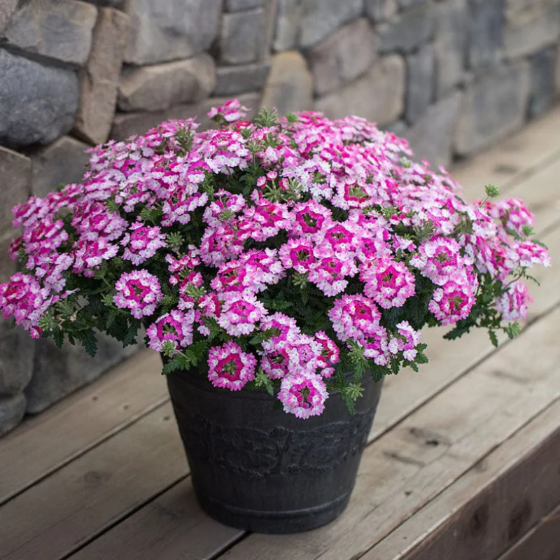 Verbena Hurricane - Roz - La Ghiveci - Înălțime 20 - 30 cm 1