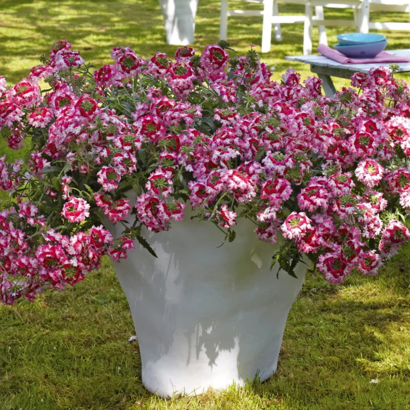 Verbena Hurricane - Roșu / Alb - La Ghiveci - Înălțime 20 - 30 cm 1