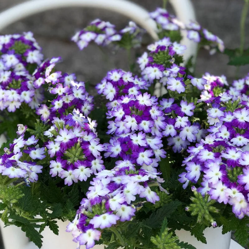 verbena-white-blue Verbena Hurricane - Alb / Albastru - La Ghiveci - Înălțime 20 - 30 cm 1