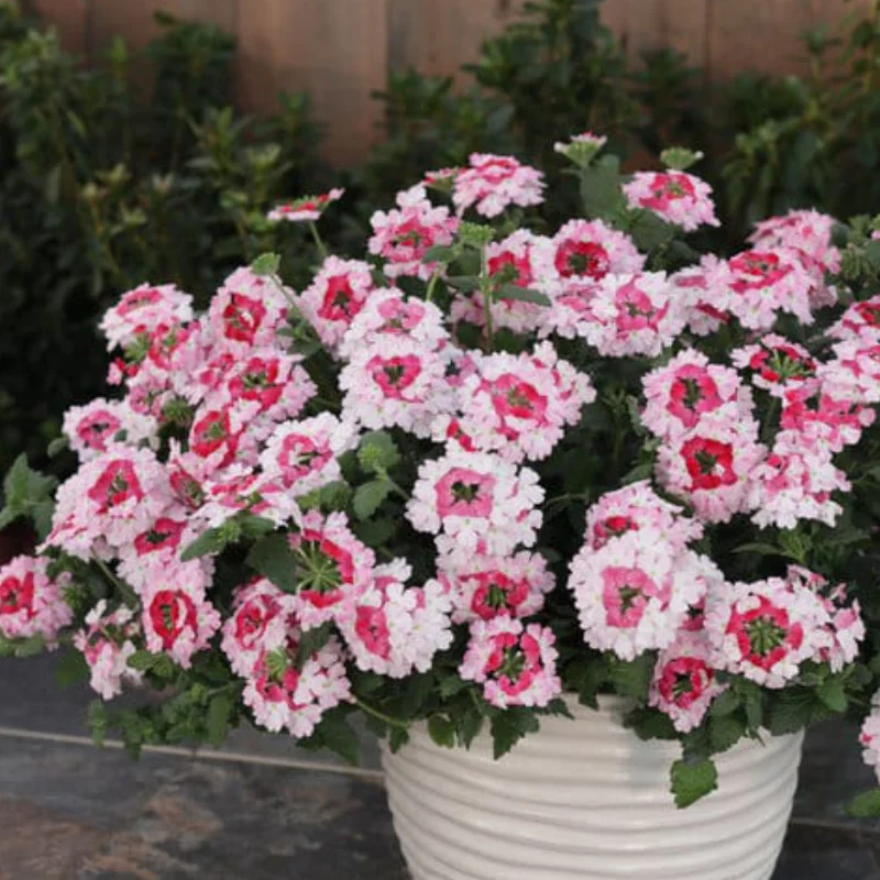 verbena-white-pink Verbena Hurricane - Alb / Roz - La Ghiveci - Înălțime 20 - 30 cm 1