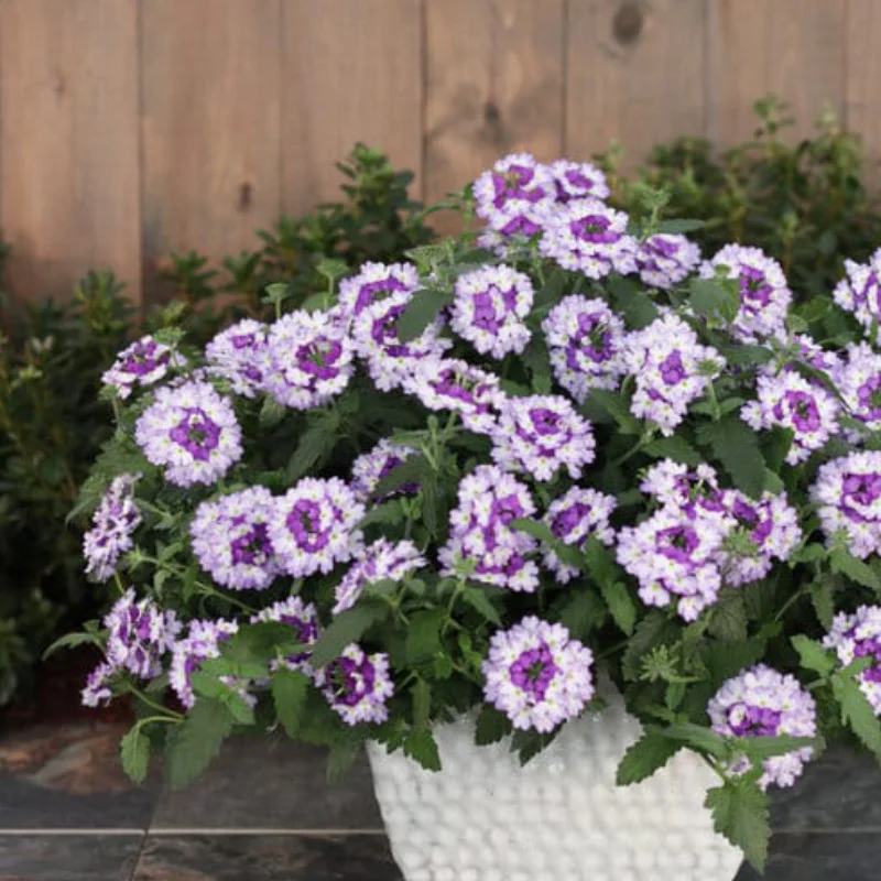 verbena-white-purple Verbena Hurricane - Alb / Mov - La Ghiveci - Înălțime 20 - 30 cm 1