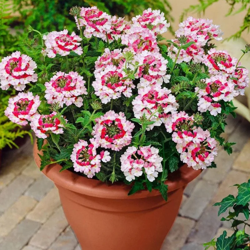 verbena-white-red Verbena Hurricane - Alb / Roșu - La Ghiveci - Înălțime 20 - 30 cm 1