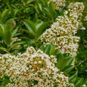 Calin - Viburnum Awabuki - Ghiveci 5 l - Inaltime 60 - 70 cm 2