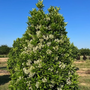 Calin - Viburnum Awabuki - Ghiveci 5 l - Inaltime 60 - 70 cm 1