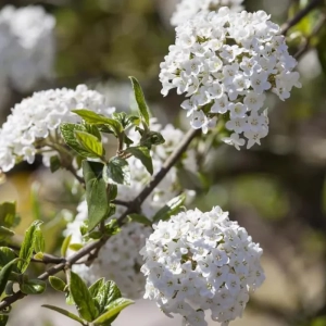 Calin - Viburnum Burkwodii - Ghiveci 5 l - Inaltime 60 - 70 cm 2