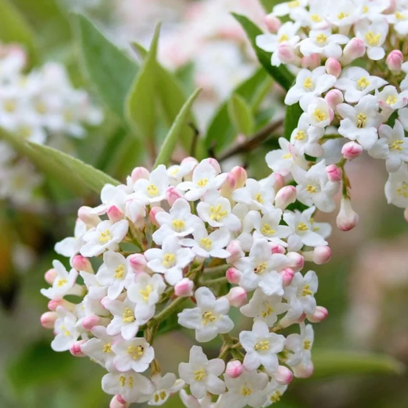 Calin - Viburnum Burkwodii - Anna Russel - Ghiveci 5 l - Inaltime 60 - 70 cm 2