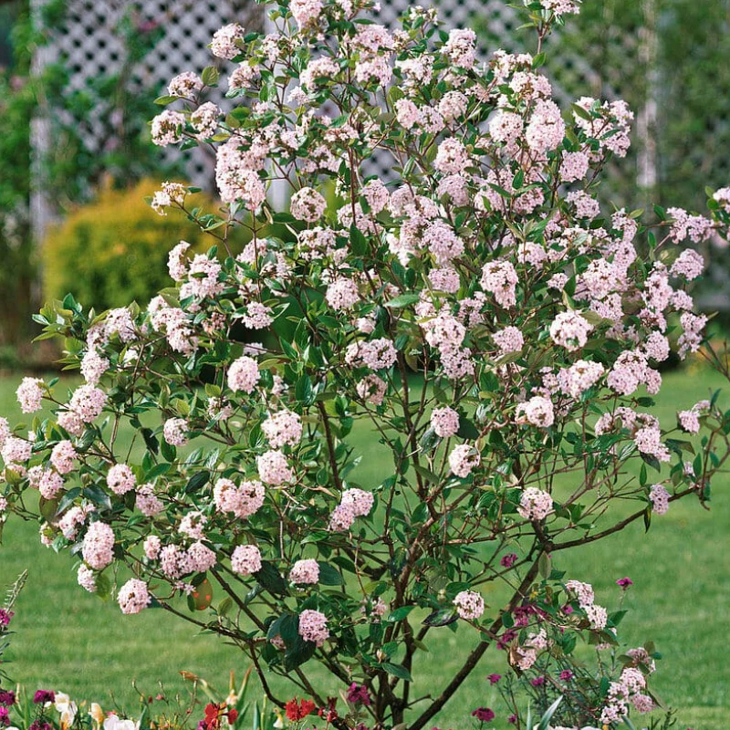 Calin - Viburnum Burkwodii - Anna Russel - Ghiveci 5 l - Inaltime 60 - 70 cm 1