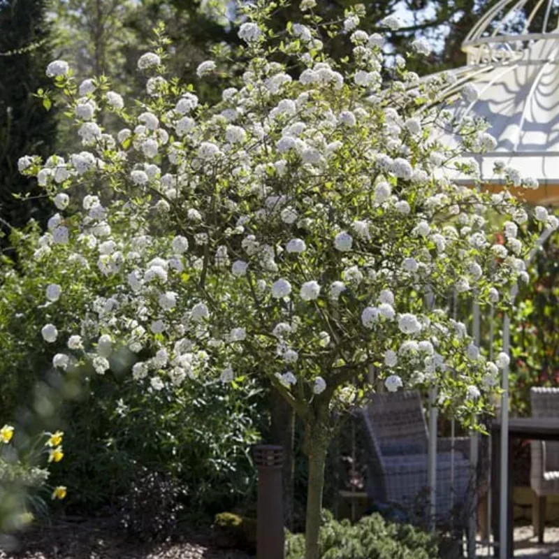 viburnum-burkwodii Calin - Viburnum Burkwodii - Ghiveci 5 l - Inaltime 60 - 70 cm 1