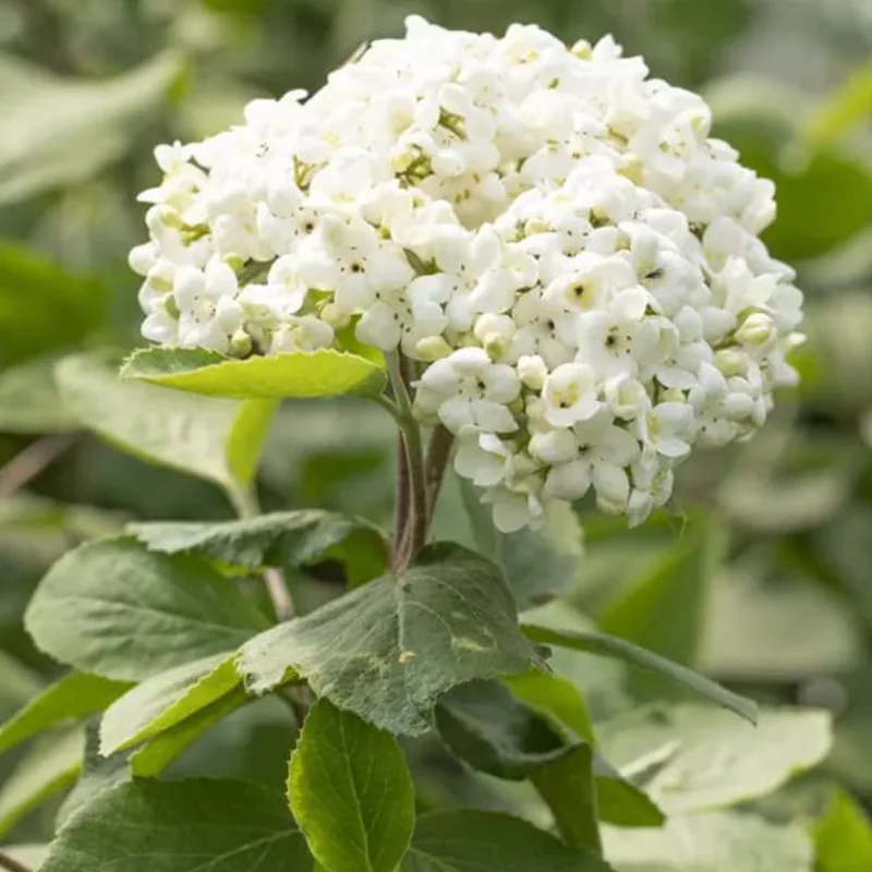 Calin - Viburnum Carcepalum - Ghiveci 5 l - Inaltime 60 - 70 cm 2