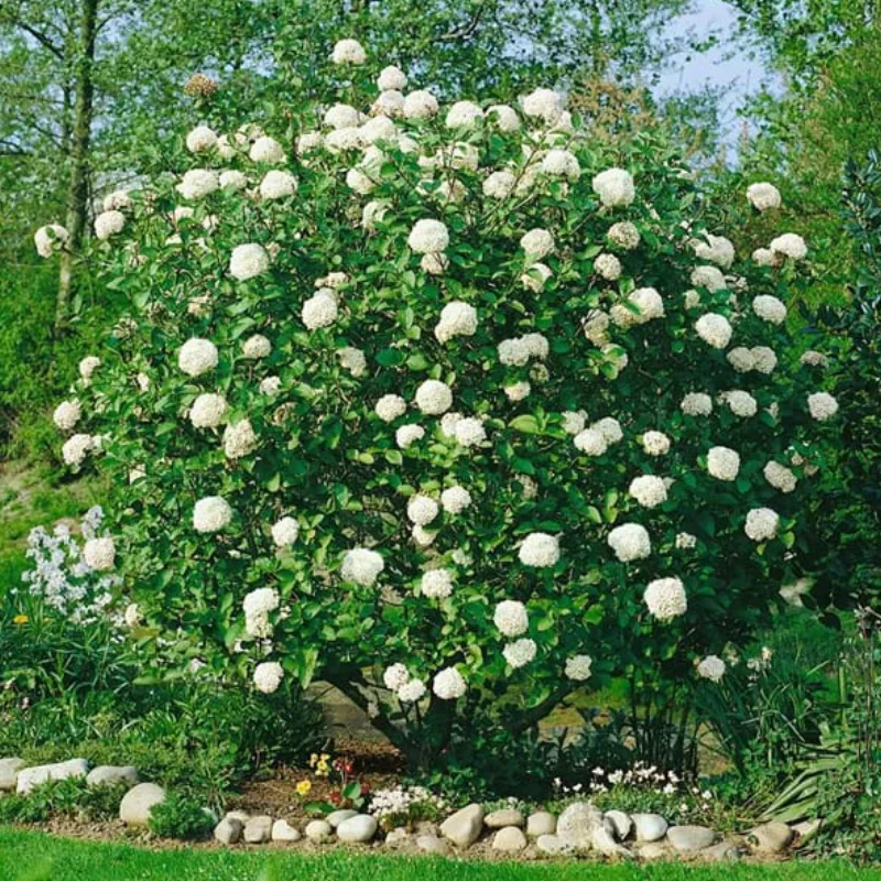 viburnum-carlcepalum Calin - Viburnum Carcepalum - Ghiveci 5 l - Inaltime 60 - 70 cm 1