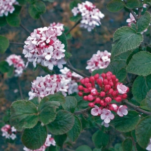 Calin - Viburnum Carlessi Aurora - Ghiveci 5 l - Inaltime 60 - 70 cm 2