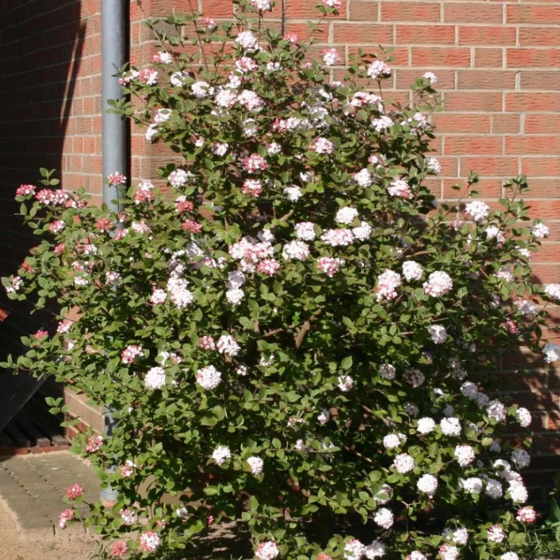 viburnum-carlesii-aurora Calin - Viburnum Carlessi Aurora - Ghiveci 5 l - Inaltime 60 - 70 cm 1