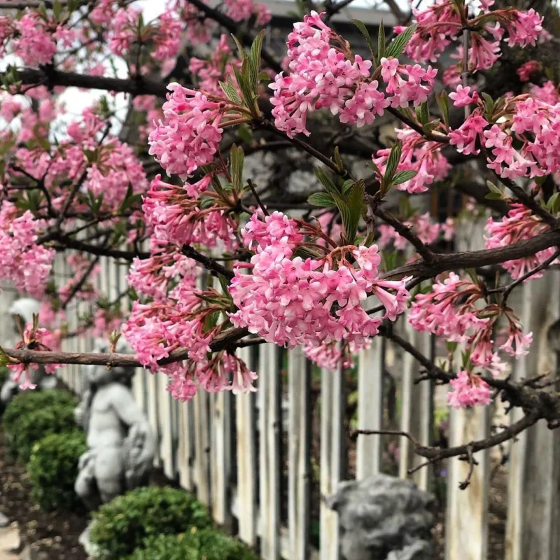 Calin - Viburnum Charles Lamont - Ghiveci 5 l - Inaltime 60 - 70 cm 1