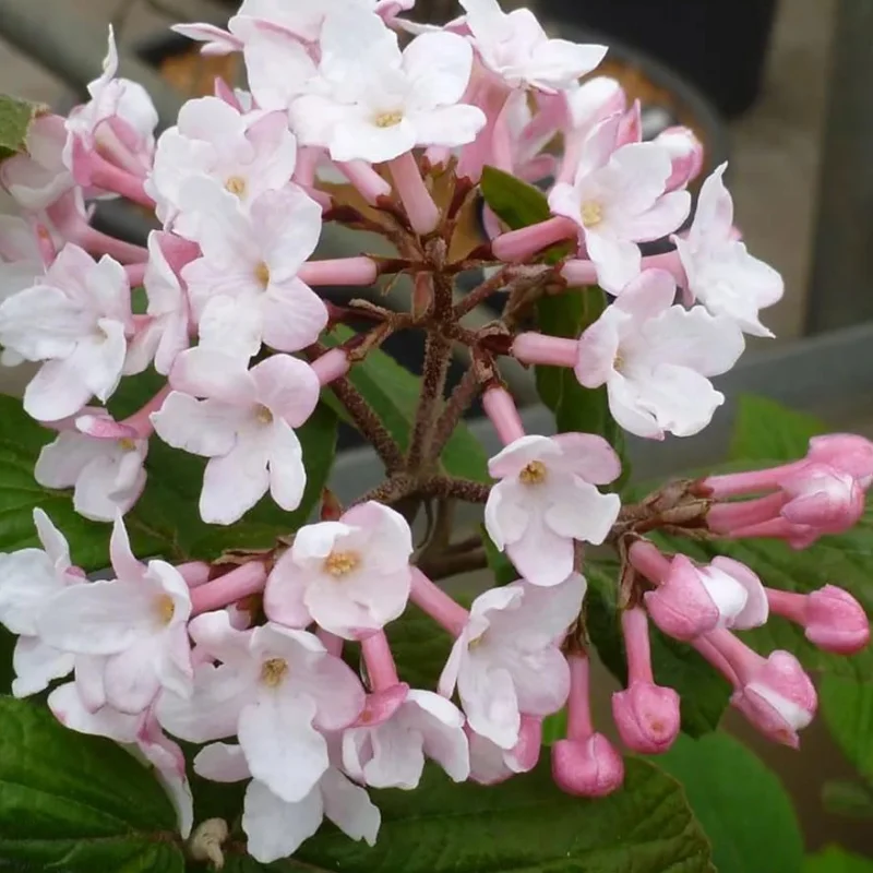 Calin - Viburnum Judii - Ghiveci 5 l - Inaltime 60 - 70 cm 2
