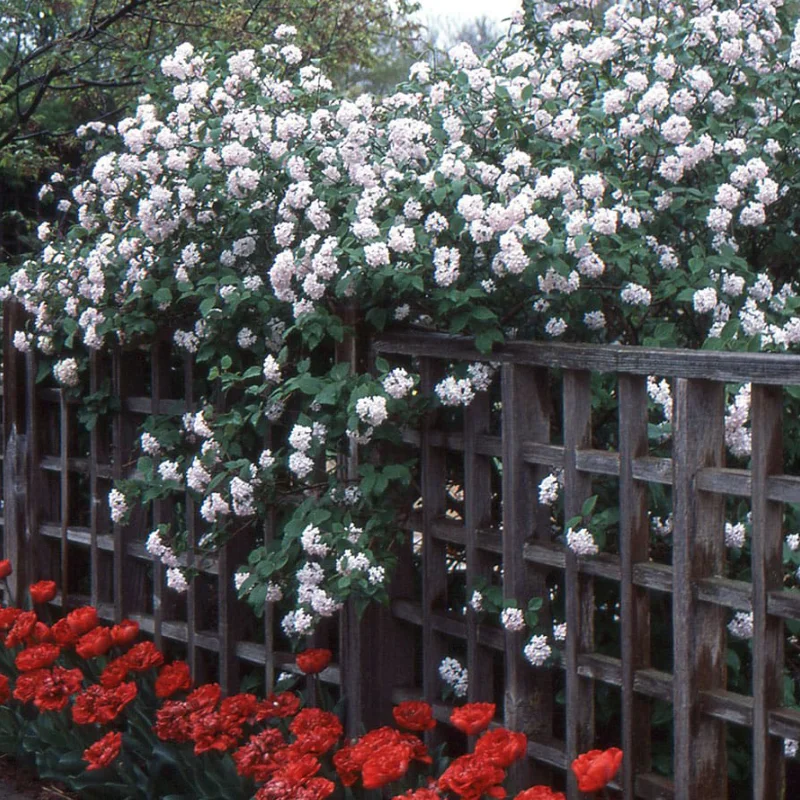 Calin - Viburnum Judii - Ghiveci 5 l - Inaltime 60 - 70 cm 1