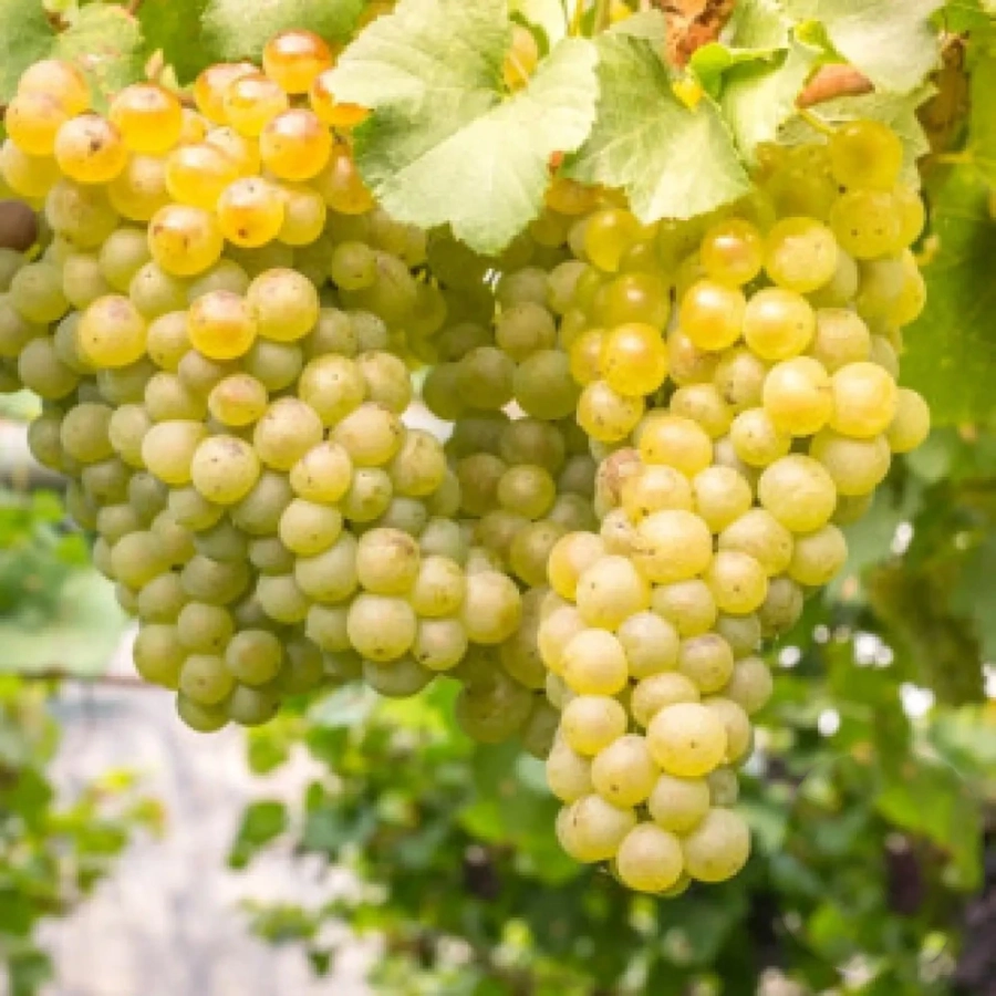 vita-de-vie-kismis-galben Vita de vie Kismis galben la Ghiveci 3L 1