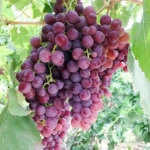 Vita de vie Kismis roz la Ghiveci 3L 1