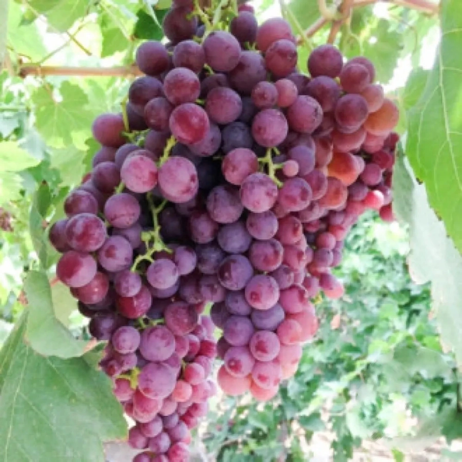 Vita de vie Kismis roz la Ghiveci 3L 1