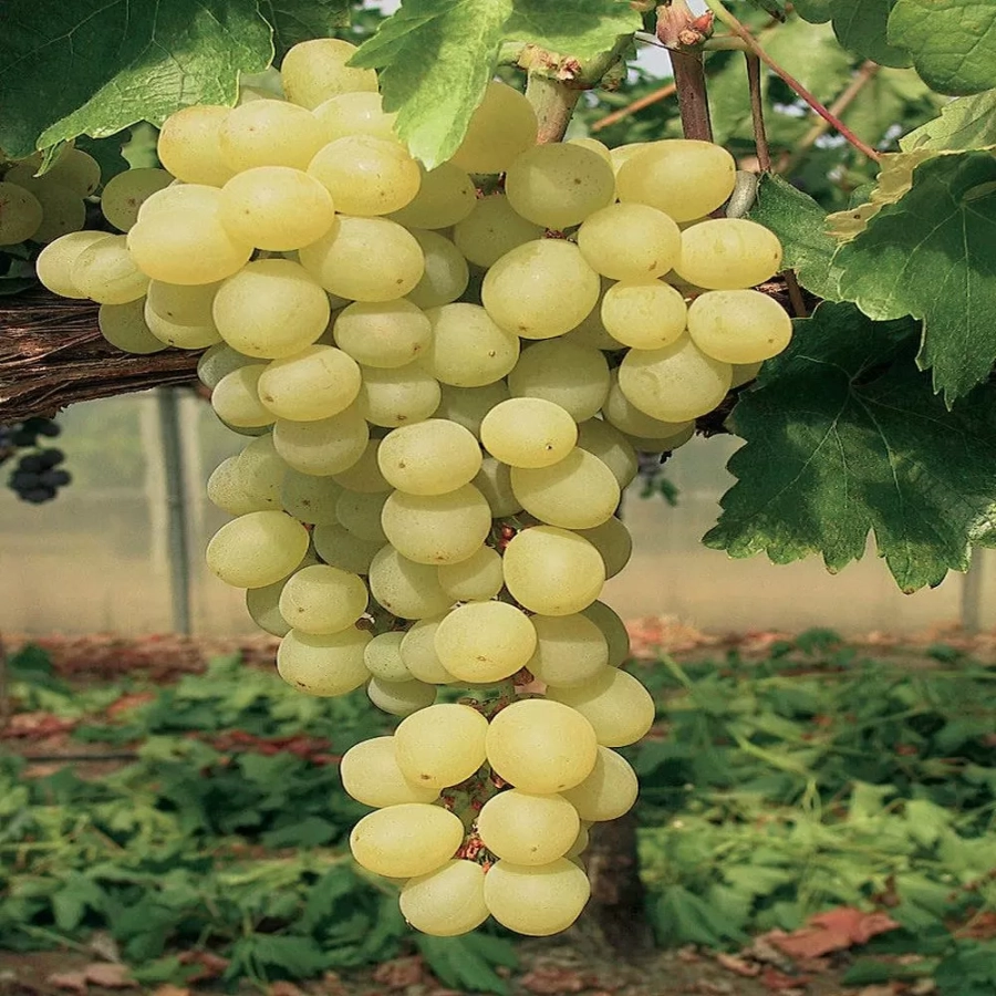 vita-ghiveci-aurora Vita de vie Aurora la Ghiveci 3L 1