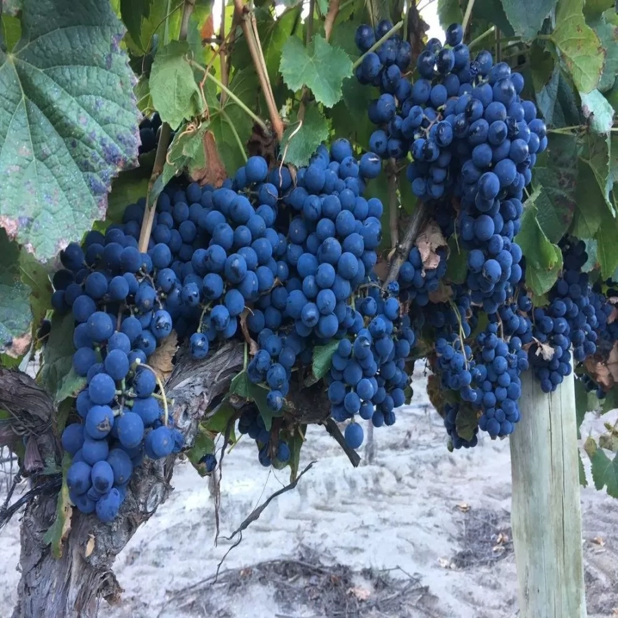 vita-ghiveci-cascade Vita de vie Cascade la Ghiveci 3L 1