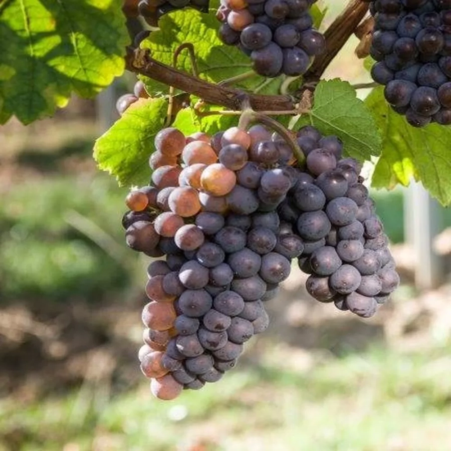 vita-ghiveci-frontenac Vita de vie Frontenac la Ghiveci 3L 1