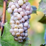 Vita de vie Hibernal la Ghiveci 3L 1