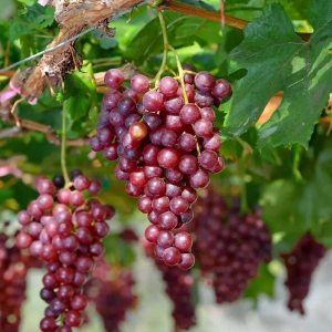 Vita de vie Kalina Red la Ghiveci 3L 1