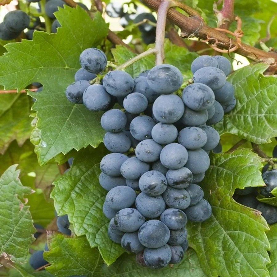 Vita de vie Leon Millot la Ghiveci 3L 1