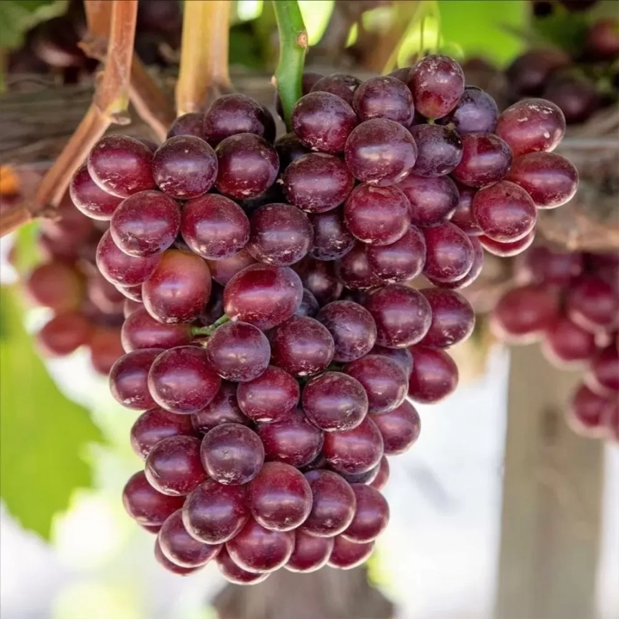 Vita de vie Lidia la Ghiveci 3L 1