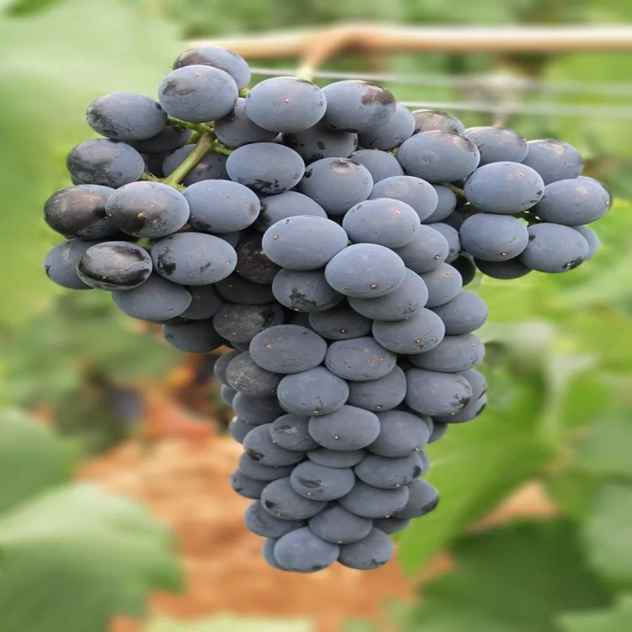 vita-ghiveci-new-york Vita de vie New York Muscat la Ghiveci 3L 1