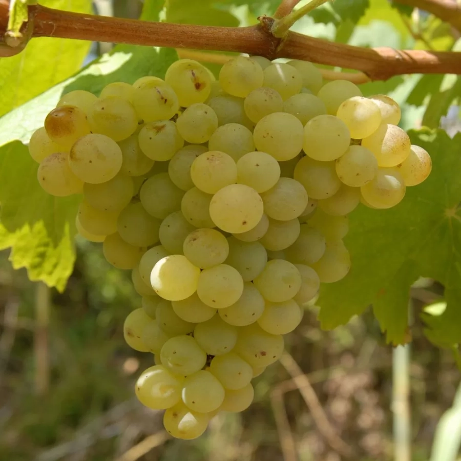 vita-ghiveci-ontario Vita de vie Ontario la Ghiveci 3L 1