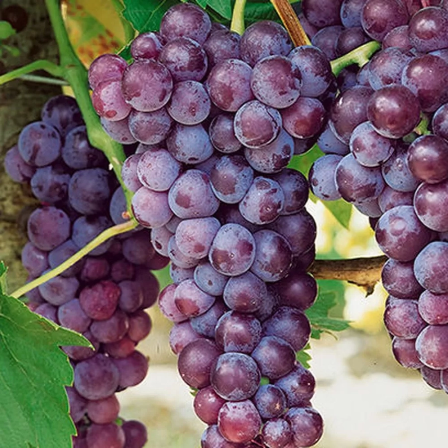 Vita de vie Reliance la Ghiveci 3L 1