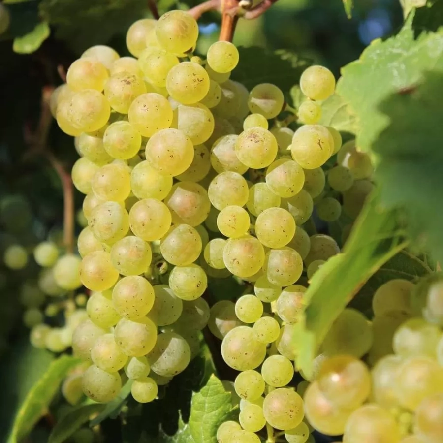 vita-ghiveci-solaris Vita de vie Solaris la Ghiveci 3L 1