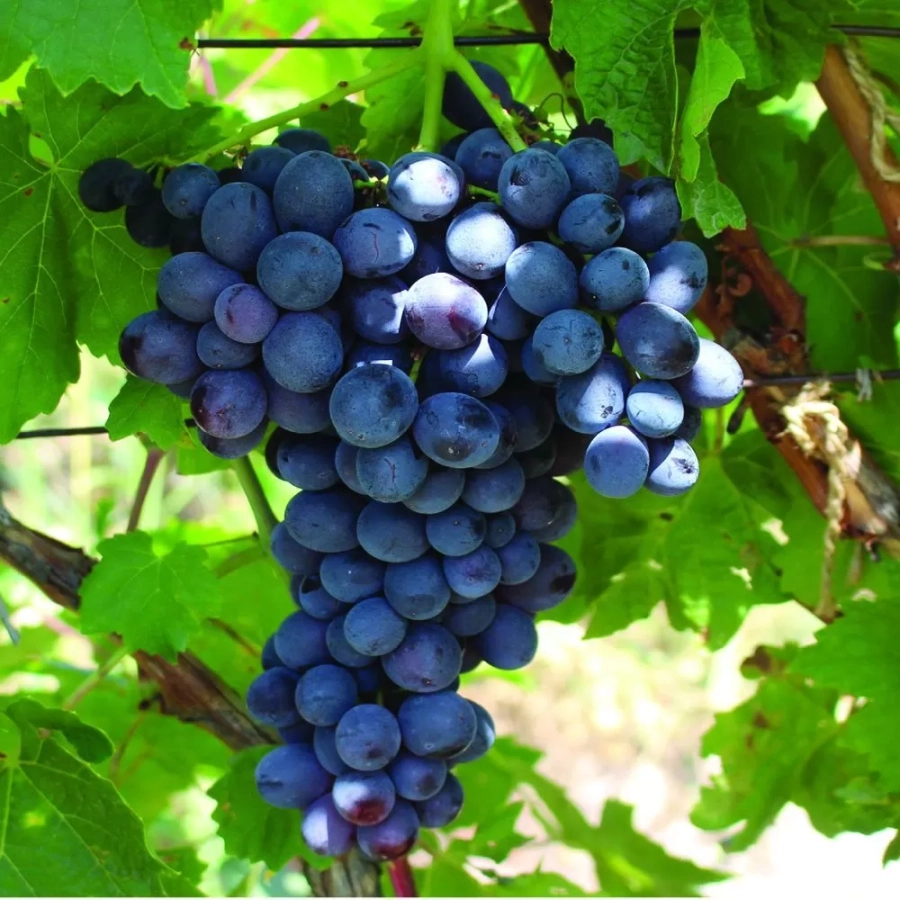 Vita de vie Hamburg la Ghiveci 3L 1