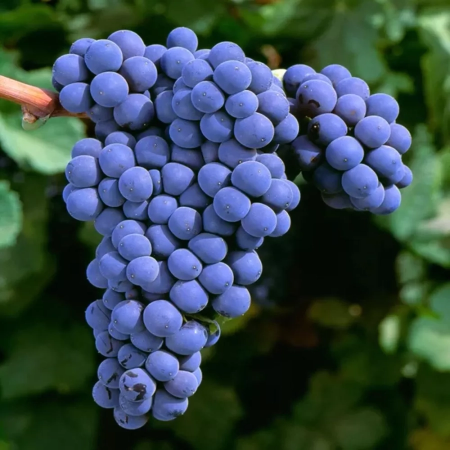 Vita de vie Adel Mine la Ghiveci 3L 1