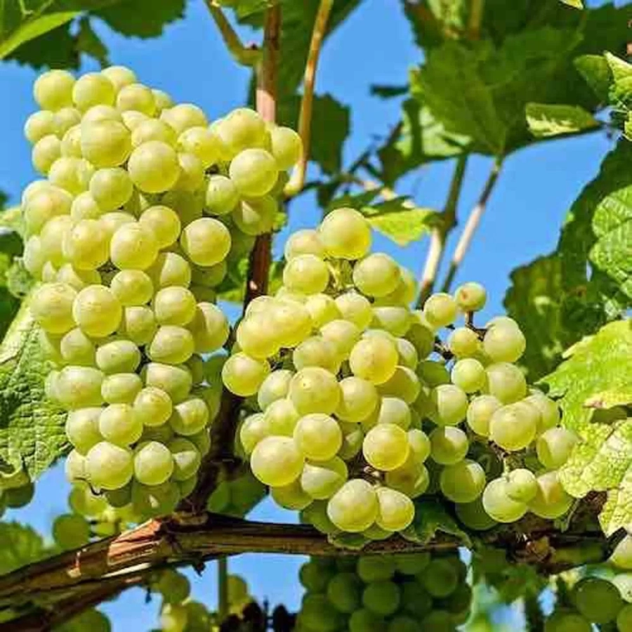 vita-radacina-impachetata-bianca Vita de vie Bianca la Ghiveci 3L 1