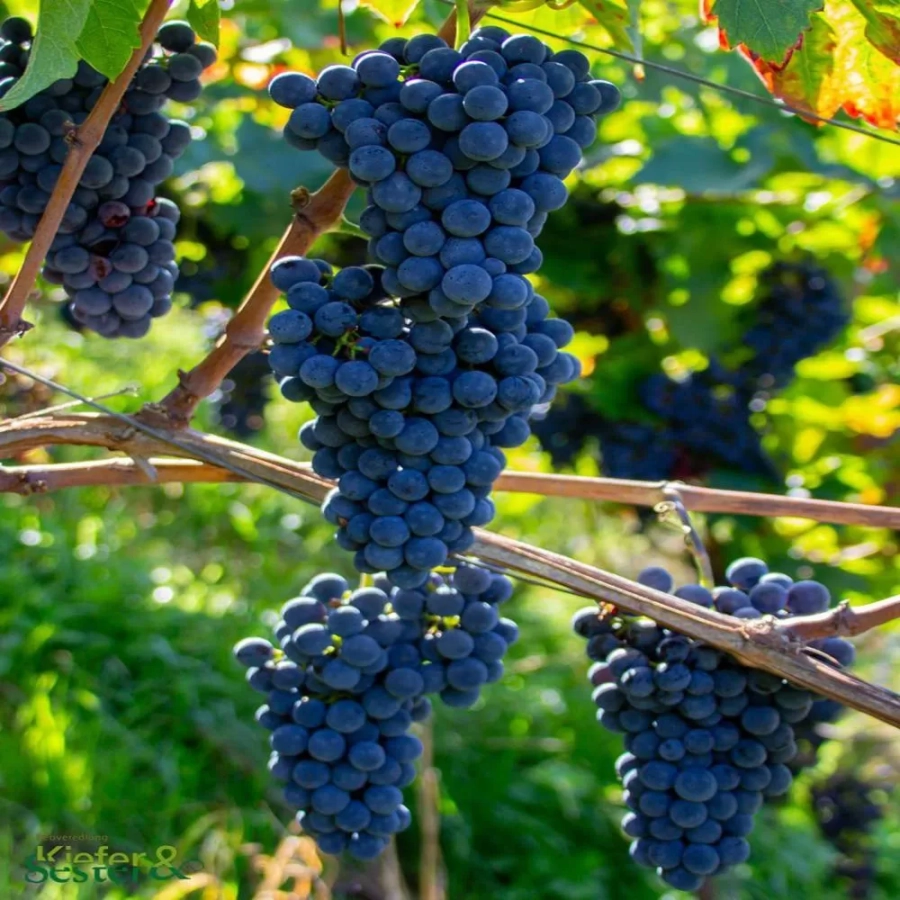 Vita de vie Cabernet Cortis la Ghiveci 3L 1