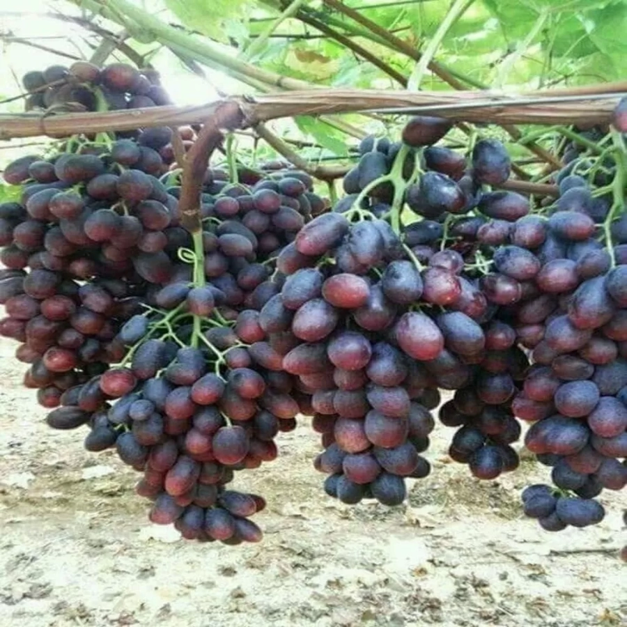 Vita de vie Jupiter la Ghiveci 3L 1