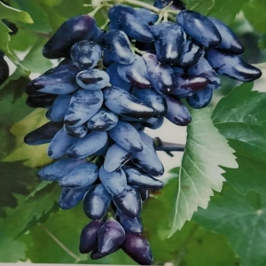 Vita de vie Maxi Black la Ghiveci 3L 1